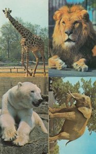 Lion Elephant Polar Bear Giraffe 4x 1970s London Zoo Postcard s