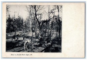 1905 Deer Lord's Park Trees Field Animal Elgin Illinois Vintage Antique Postcard