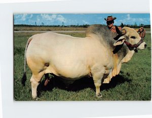 Postcard Emperor Manso 24th, Grand Champion Brahman Bull, Central Florida