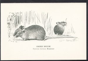 Animals Postcard - Smoky Mouse - Gyomys Fumeus Brazenor  BH6253