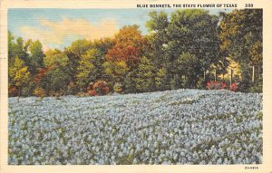 Bluebonnets State Flower Of Texas, Texas TX  