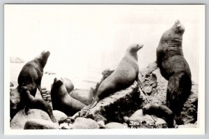 Seals At Seal Rock Catalina Island RPPC Postcard W22