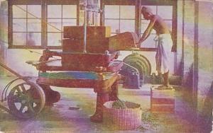 Ridgways Tea Rolling Tea Leaves The Second Manufacturing Process Ceylon