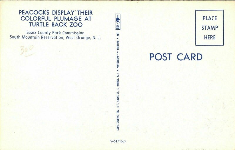 Peacocks Turtle Back Zoo Essex County Park West Orange NJ New Jersey Postcard  