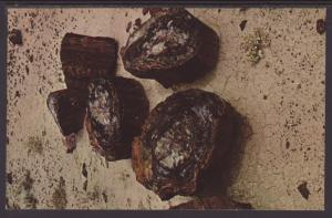 Long Logs,Petrified Forest National Park,AZ Postcard