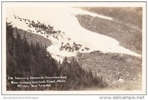 Elk Beginning Stampede From Snow Field Near Olympic Hot Springs Elwah Washing...