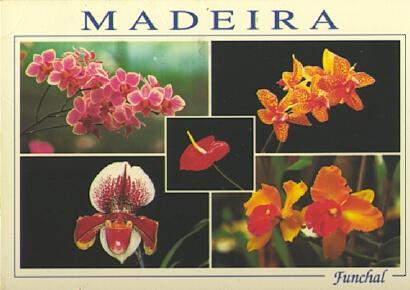 POSTAL 57515: Madeira Funchal Madeira Orchid Farm Quinta dos Saltos