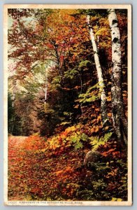 Vintage Massachusetts Postcard - A Roadway in the Berkshire Hills  Fall time