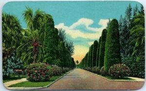 M-41648 Avenue of Australian Pines and Hibiscus in Florida