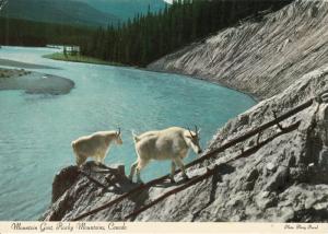 MOUNTAIN GOAT ROCKY MOUNTAINS CANADA