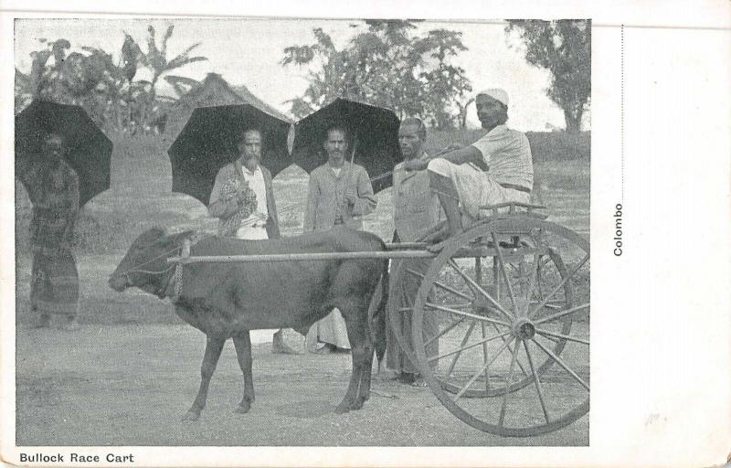 Colombo Ceylon (Sri Lanka) Bullock Race Cart ox & man antique pc (Y8754)