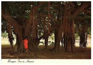Banyan Tree in Hawaii Lahaina Maui Postcard Ted Birckhead Photo 