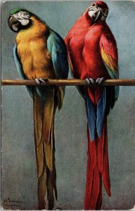 Ernest Nister Parrots Colourful Birds on Perch c1907 Postcard G99