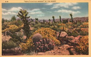 Devil's Cactus Garden of the Desert Sandy Mesa Cacti Variety Vintage Postcard