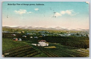 California~Birds Eye View Of Orange Groves~Pan Pac Expo San Francisco~PM 1915 PC