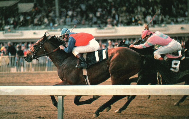 Vintage Postcard Coming Down Stretch At Hialeah Race Track Florida Gulf Stream