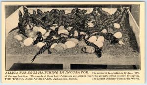 JACKSONVILLE, Florida  FL    ALLIGATOR EGGS HATCHING Incubator  c1910s  Postcard