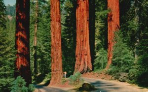 Vintage Postcard Gateway Group Patriarchal Tree Sequoia National Park California