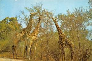 BR99244 giraffe feeding zimbabwe africa  canada