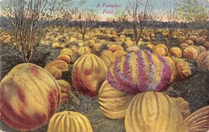 Pumpkin Field Fruit Assorted Unused 