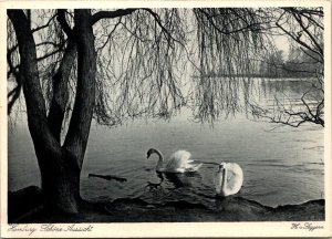 CONTINENTAL SIZE POSTCARD SWANS ON A LAKE IN HAMBURG GERMANY c. 1930's