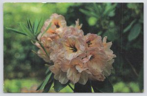 Aspers Pennsylvania~Bull Valley Rhododendron Nursery~Bloom~1960s Postcard