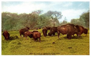 American Bison