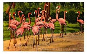 FL - Flamingos