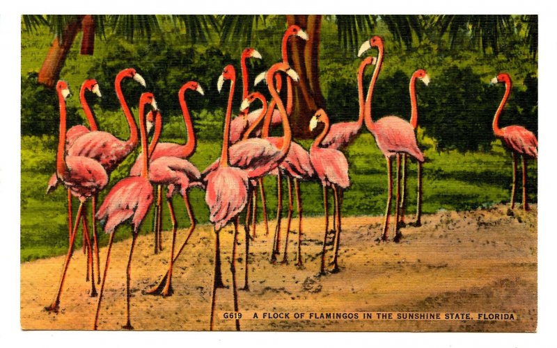 FL - Flamingos