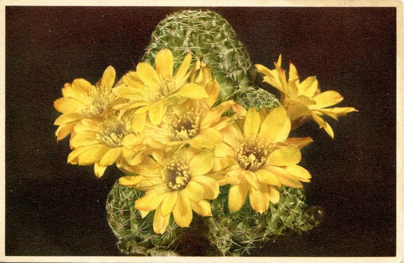 Flowers - Yellow Cactus