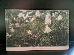 Postcard Spanish Bayonets in Bloom, Bermuda   Z4