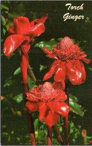 Postcard Hawaii Flora - Torch Ginger