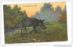 A Florida Razorback, Florida, 1900-1910s