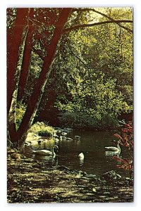 Swans In Ashland's Lithia Park Oregon Scenic Postcard