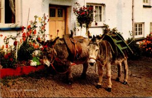 England Clovelly Donkeys
