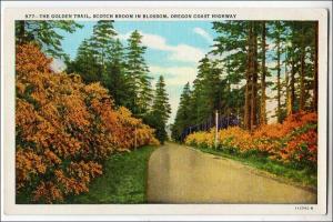 OR - Coast Highway. Golden Trail, Scotch Broom in Blossom