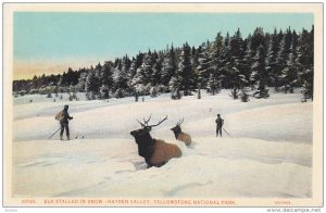 YELLOWSTONE, Wyoming, 1900-1910´s; Elk Stalled In Snow, Hayden Valley, Yello...