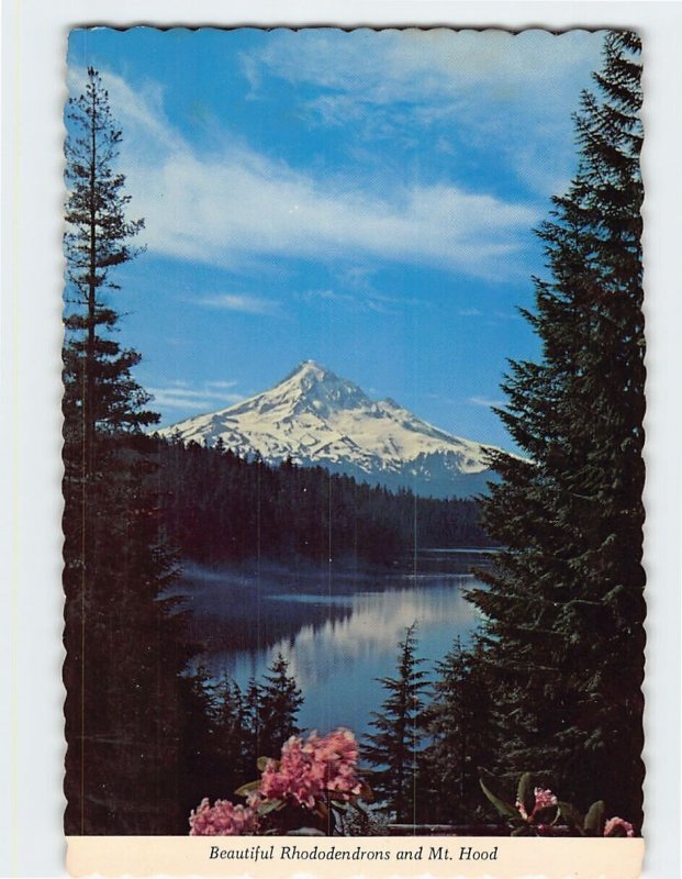 Postcard Beautiful Rhododendrons and Mt. Hood Oregon USA