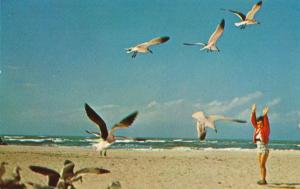 Sea Gull Time - Birds on Florida Sandy Beach (or almost any beach in the US)