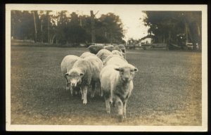 Sheep. Vintage AZO real photo postcard