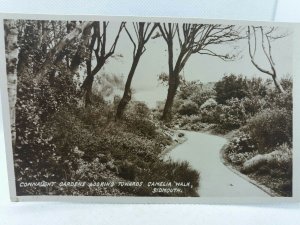 Vintage Rp Postcard Connaught Gardens Camelia Walk Sidmouth Rppc Real Photo !