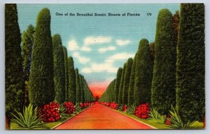 Australian Pines, A Beautiful Scenic Street In Florida, 1953 Linen Postcard