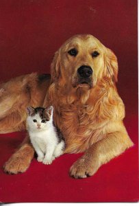 Dog and ca, a good proitection Modern Spanish photo postcard 1970s