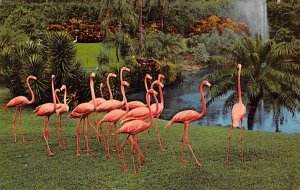 Flamingos, Miami's Parrot Jungle Miami, Florida, USA Unused 