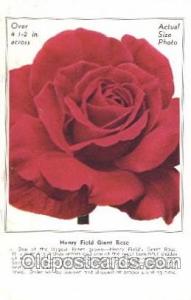 Giant Rose Flower, Adv, Henry Field Seed & Nursery Co.  Flowers, Postcard Pos...