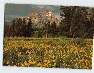 Postcard A Meadow of Golden Balsamroot, Grand Teton National Park, Wyoming