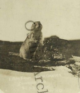 Kermit NORTH DAKOTA RPPC 1909 PRAIRIE DOG Posing GHOST TOWN nr Crosby Flaxton