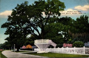 Mississippi Biloxi Sturdy Oak Tree