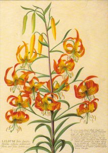 Lilium by G D Ehret Victoria and Albert Museum