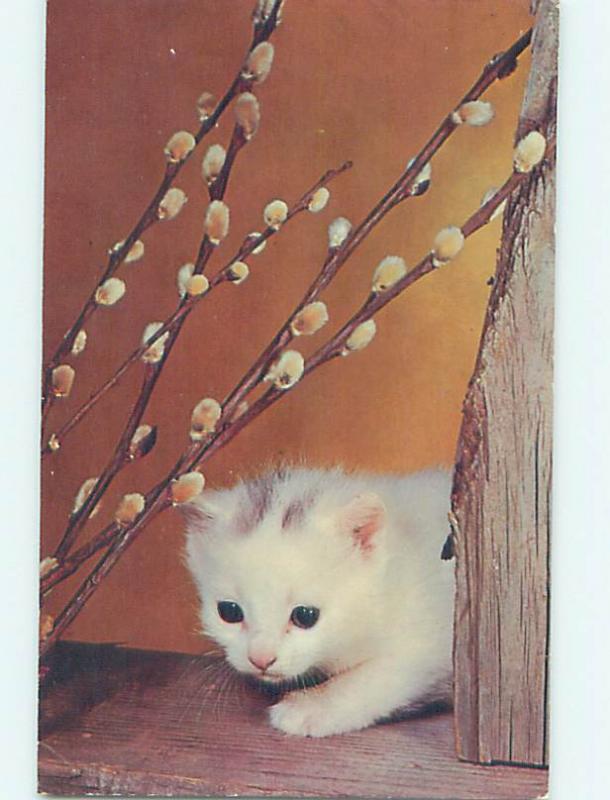 Pre-1980 CUTE KITTEN CAT WITH PUSSYWILLOWS n0392